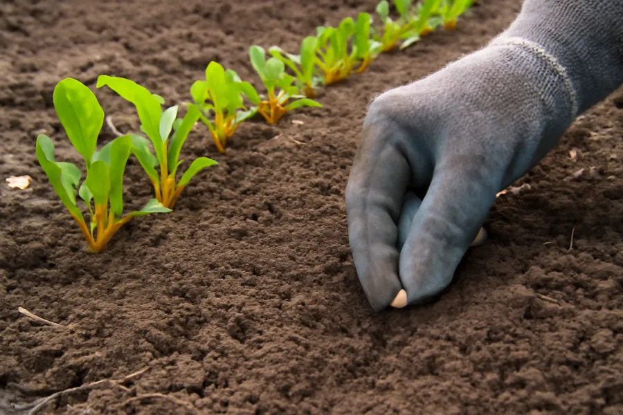 golden beet recipes 4