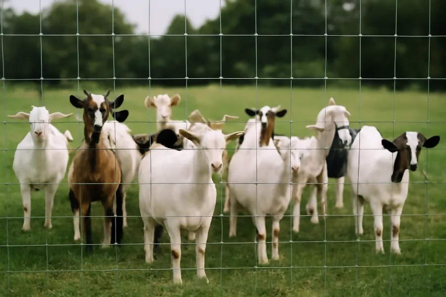 woven wire goat fence 1