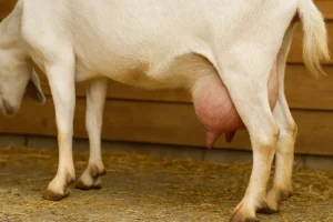 A_photograph_captures_a_close-up_of_a_goat_mediall