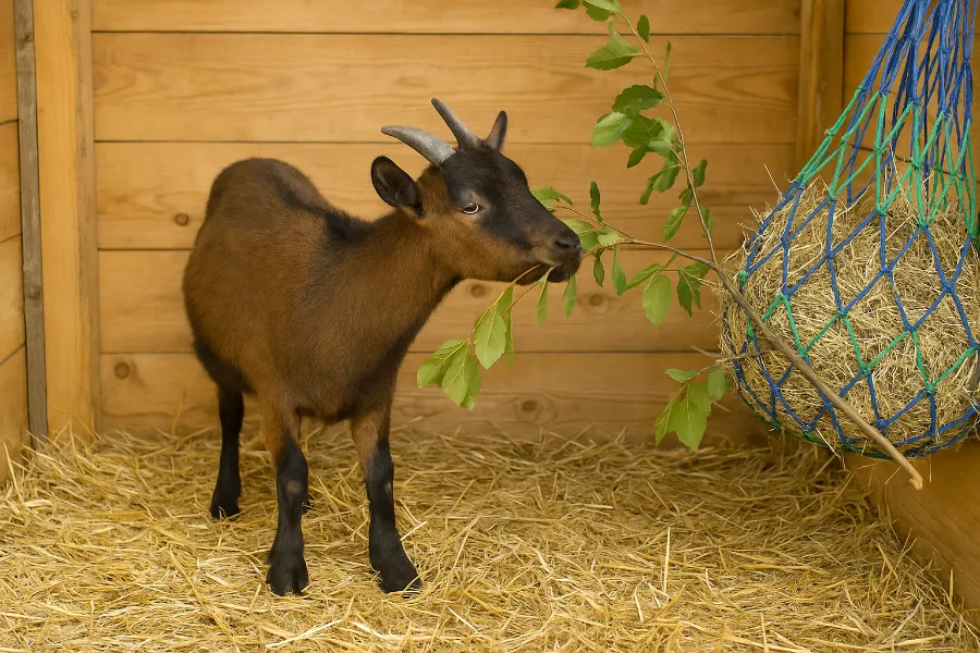 goat cares 3