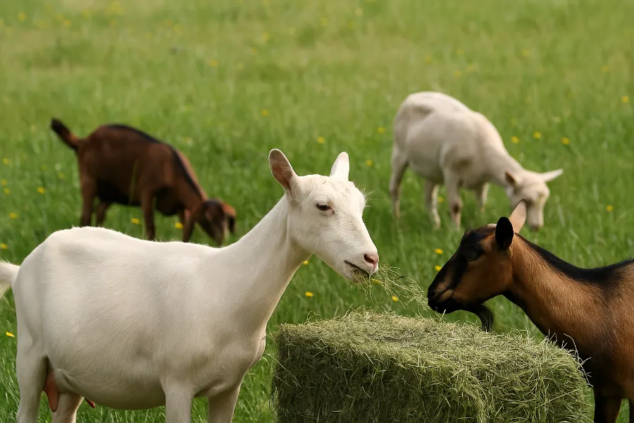 goat milk production 4