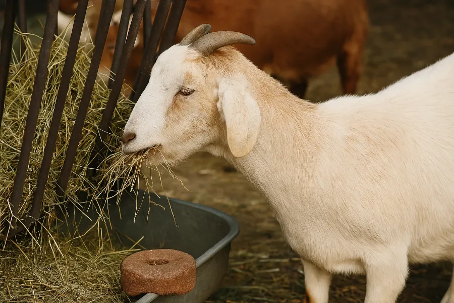 goats bottle jaw 3