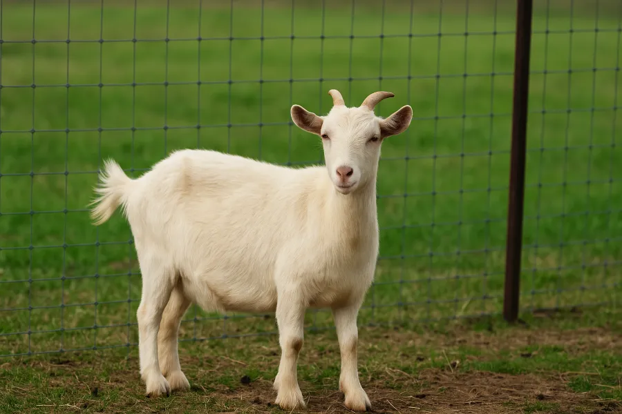 pasture management 4