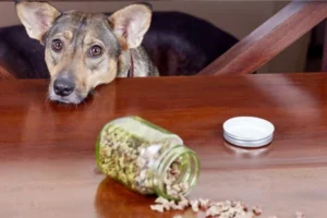 Truth About Dog Supplements