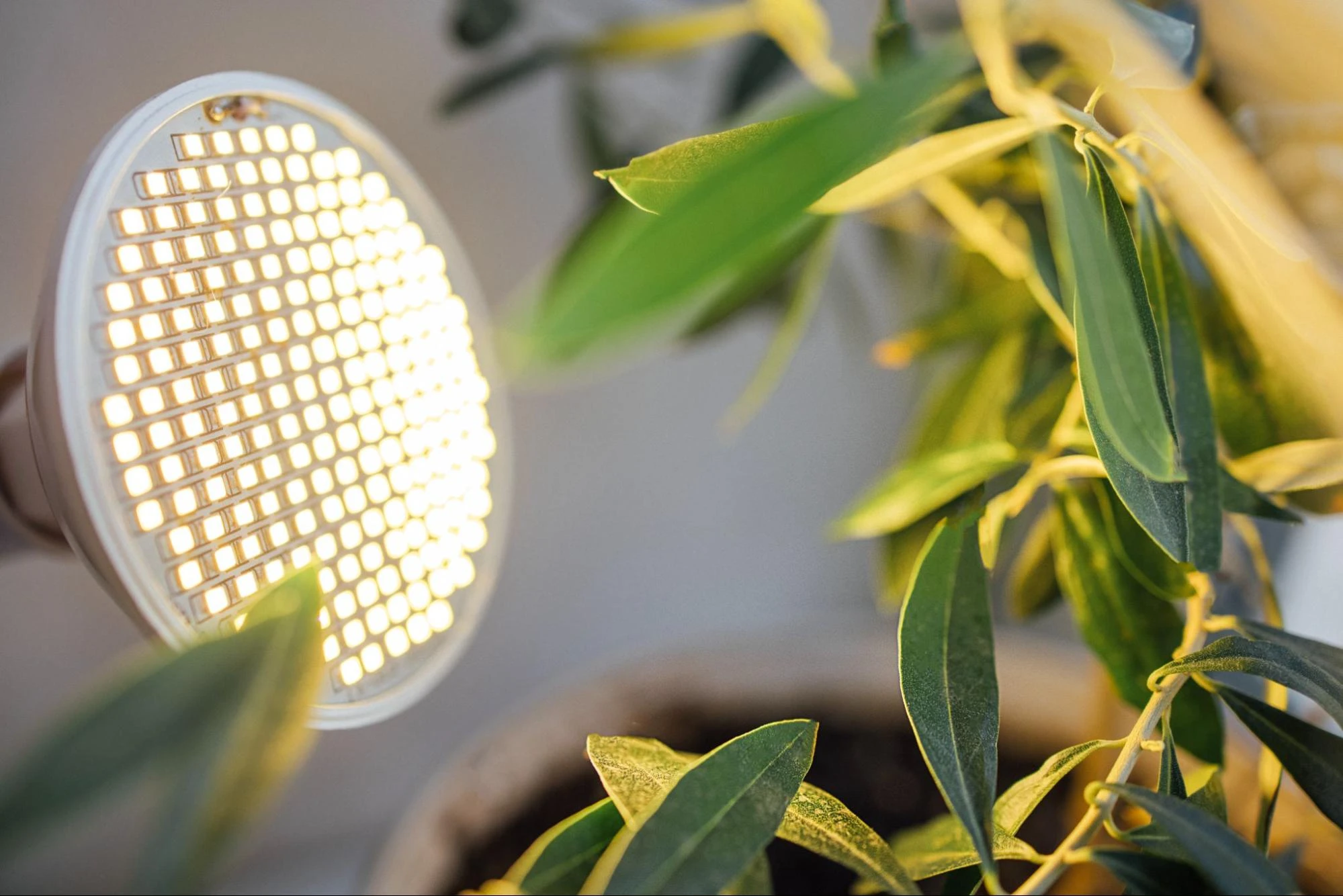 LED Grow Lights vs Fluorescent vs HPS