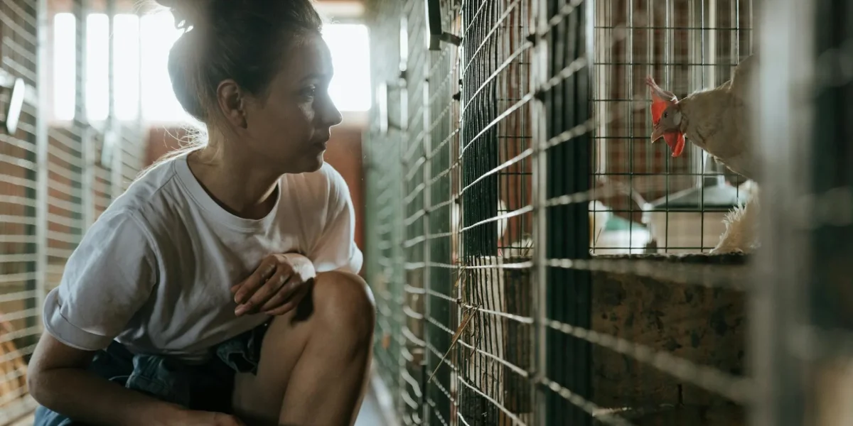 What makes a chicken coop suitable for all seasons_